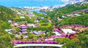 4月20日至5月5日威海赤山景區(qū)邀您共度浪漫櫻花季！